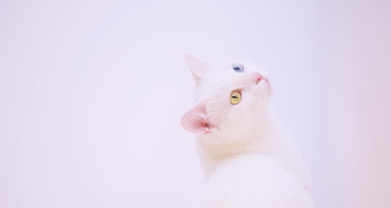 Treat Your Cat Like A King With These Tips.