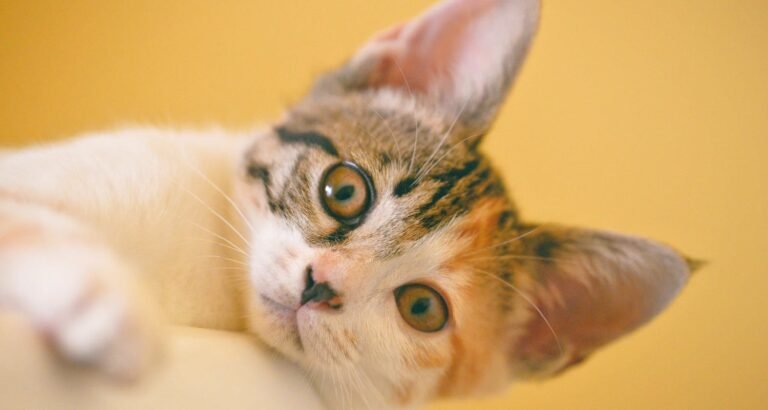Getting A Cat Soon? You Need This Advice!