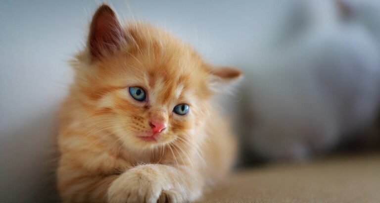Top Cat Care Tips And Simple Advice To Help You With Your Pet