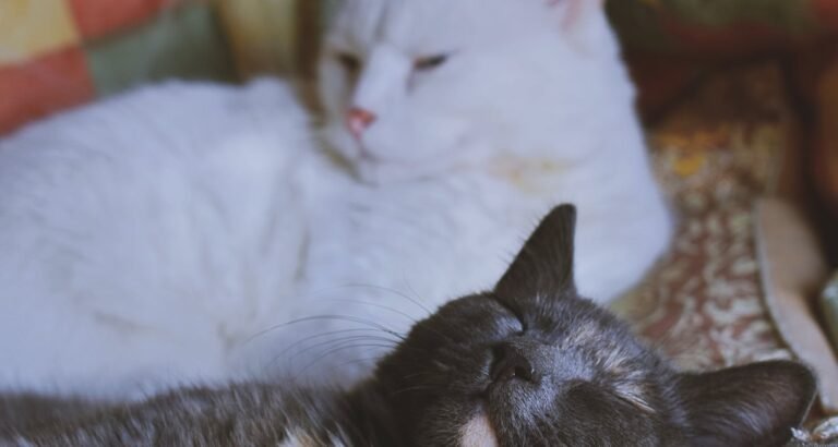 Top Tips For Having A Healthy And Happy Kitty