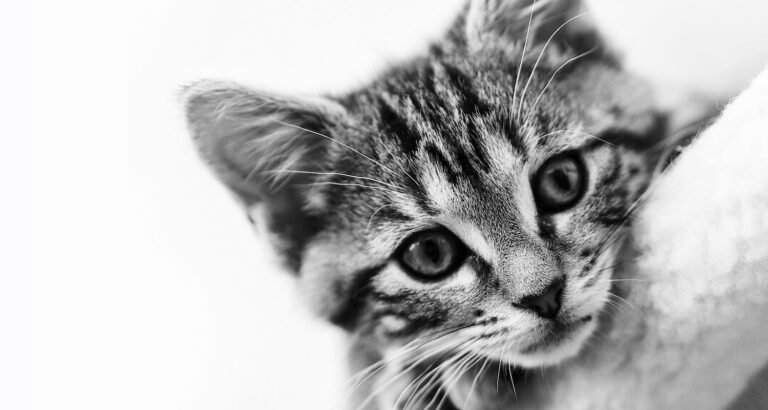 Protecting Your Cat From Internal And External Organisms