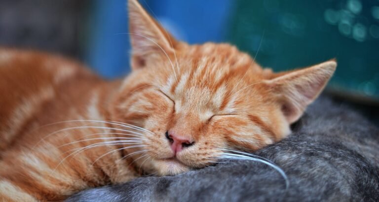 Protecting Your Cat From Internal And External Organisms