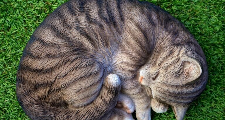 Cat Care Made Easy With These Tips