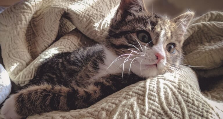 Easy To Follow Ideas About Taking Care Of Cats