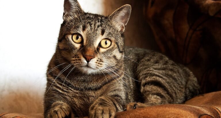 Cat Care Tips For All Of Your Friend’s Life Stages!