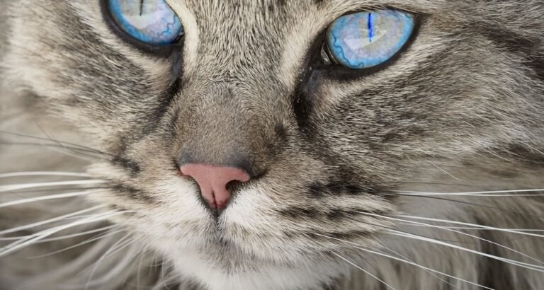 Got A Feline Friend? Read This Today!