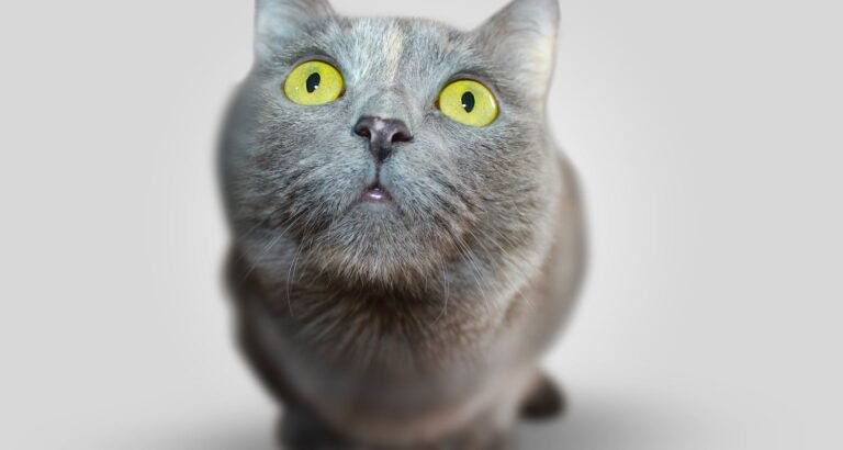 Great Tips About Cats That Anyone Can Use