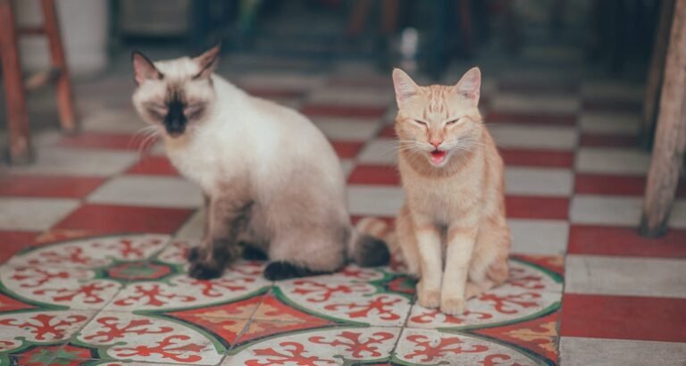 Easy To Understand Tips And Advice About Cats