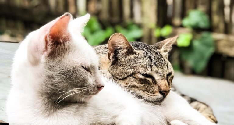 If You Have A Cat You Have To Read This