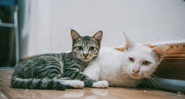 Feeling Lost On How To Care For Your Cat? Read These Tips Today!