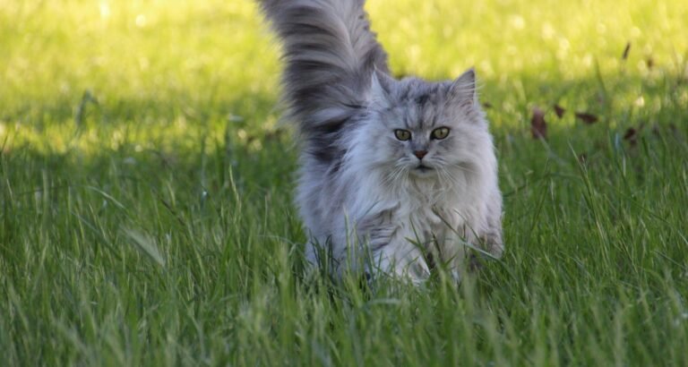 Great Advice About Cats That Is Simple To Follow