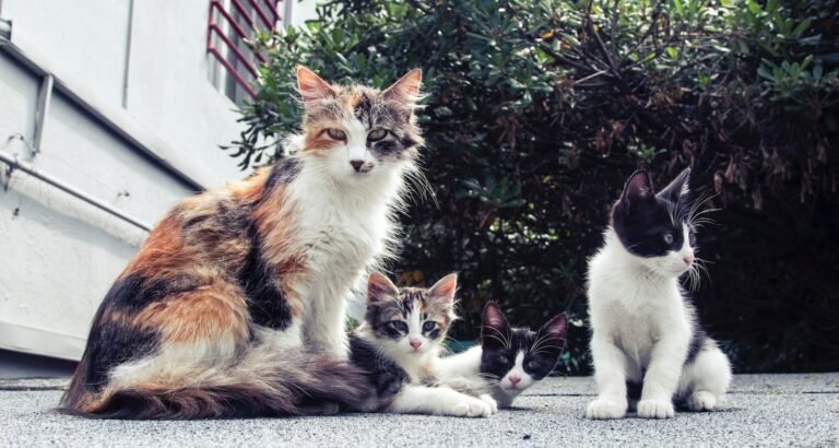 Cat Tips That Actually Help You And Your Cat