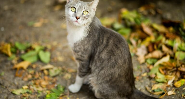 Own A Cat? Read Here For Excellent Advice On Caring For It