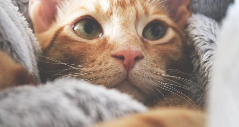 Love Your Cat! Take Care Of Them With These Tips!
