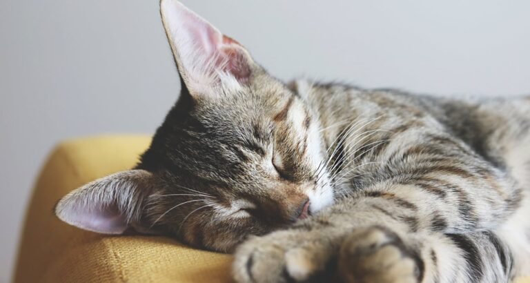 Cat Care 101: Top Tips And Advice
