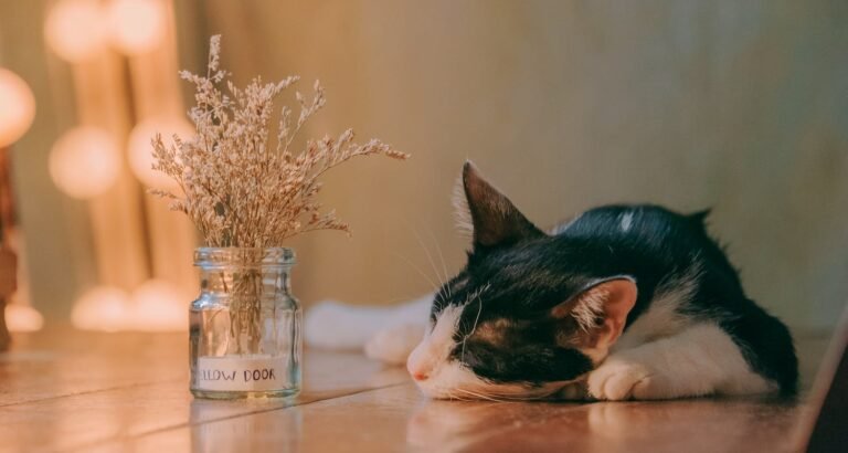 Got A Problem With Your Pet? Try These Top Cat Care Tips!