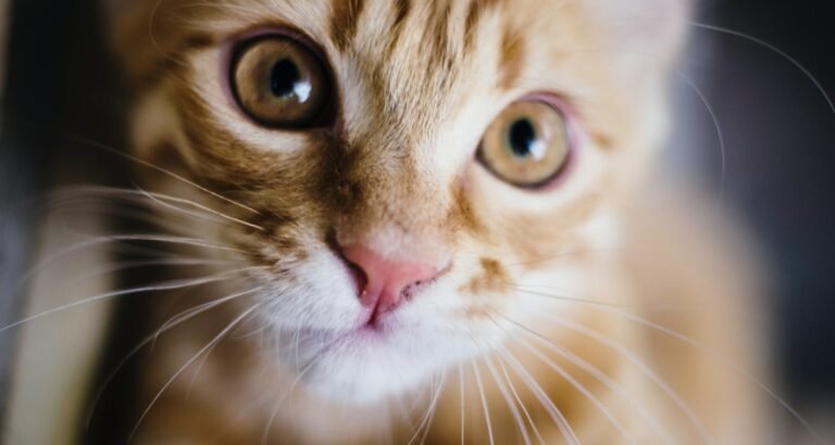 Solid Cat Advice For Keeping Your Pet Healthy And Happy