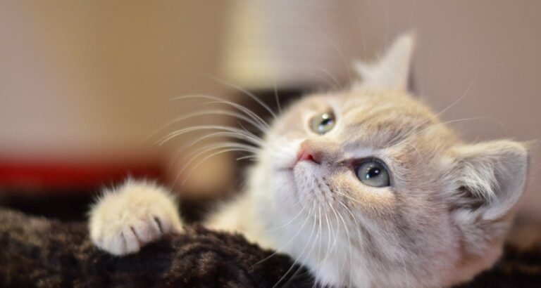 Check Here For Excellent Tips About Cats