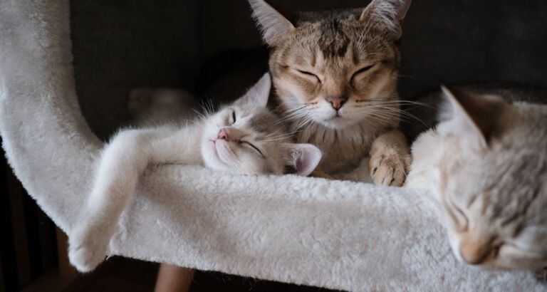 Different Cat Behaviors And How To Deal With Them