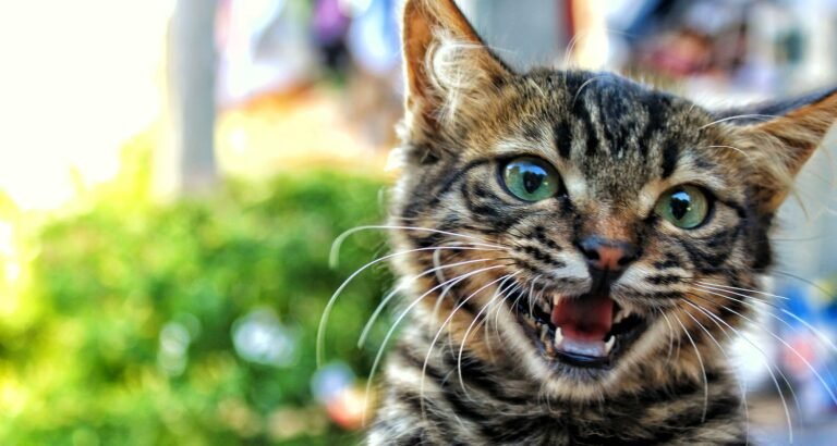 Got A Cat? You Should Probably Read This!