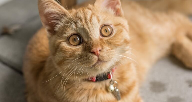 Cat Care Advice To Help You Care For Your Feline Friends