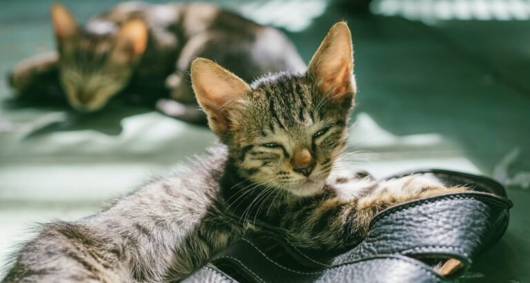 The Absolute Best In Cat Care Tips