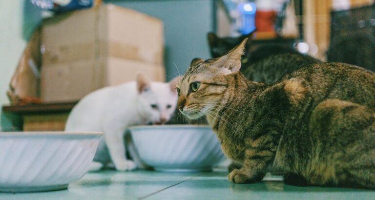 You Can Do It: Take Proper Care Of Your Cat