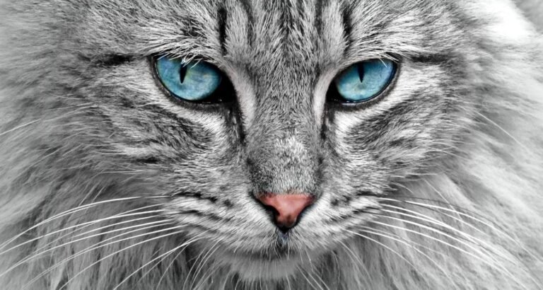 The World Of Cats Made Simple With These Easy Tips