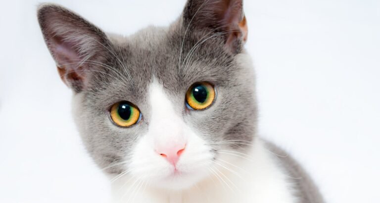 Cats Will No Longer Be Confusing To You With These Tips