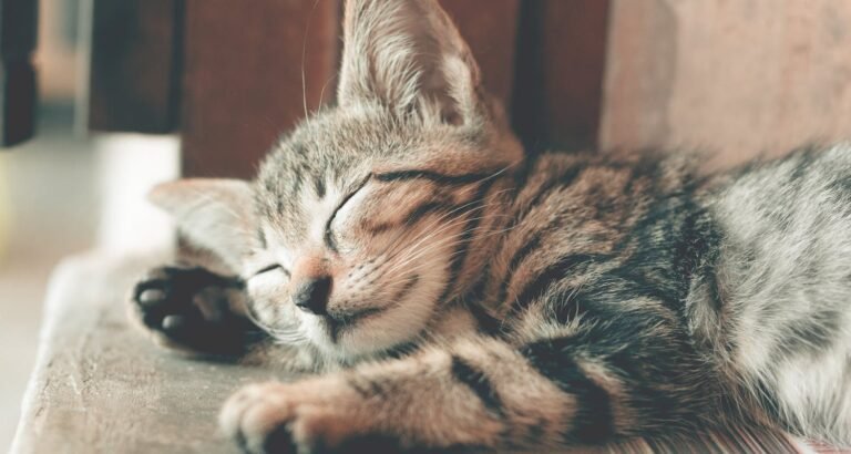 Want Easy Tips About Cats? Look Below!
