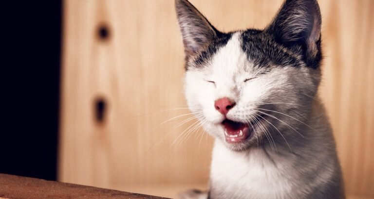 Some Tips To Keep Your Cat Purring For Years.