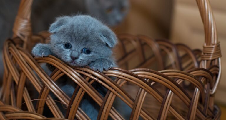 Solid Advice About Cats That Anyone Can Use