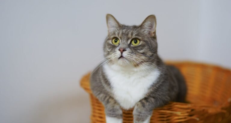 Check Out These Wonder Tips About Cats In The Article Below