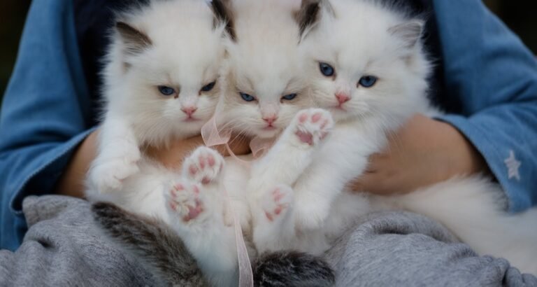 All The Basics You Need To Know About Cats