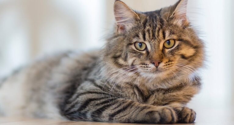 Caring For Your Beloved Feline Friend At Home