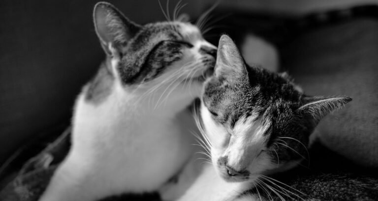 Treat Your Cat To The Best With These Top Tips