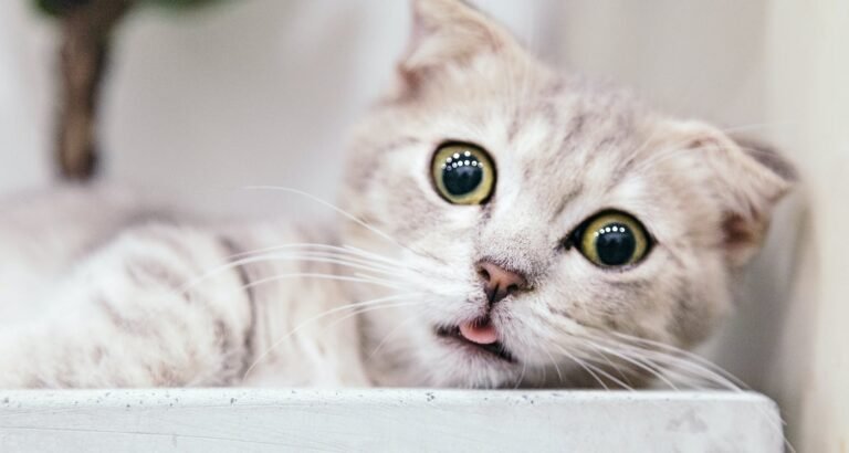 Read This Article To Help You Better Understand Cats