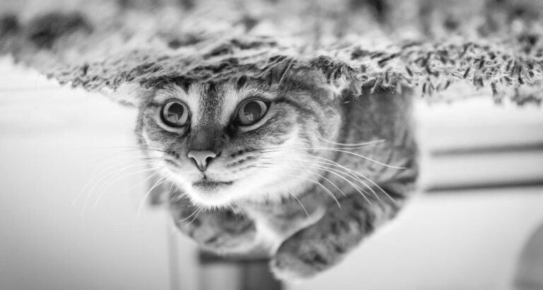 Cat Care Tips Straight From The Experts!
