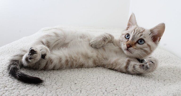 Troubled Cat? Try These Care Tips