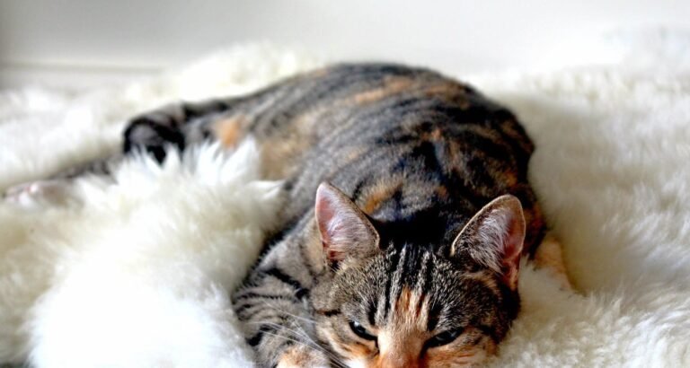 Cat Care Made Easy: Tips And Advice For Cat Owners