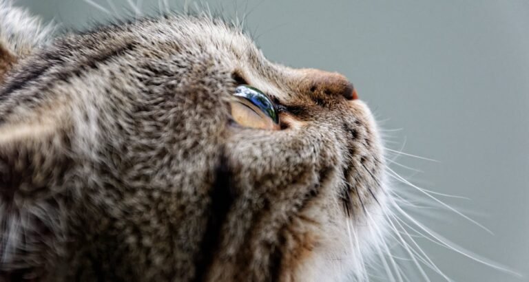 Need Help With Your Cat? Read This Advice.